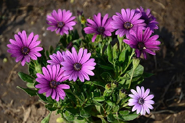 ��˹�ջ���