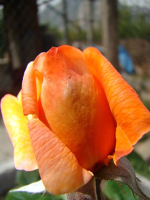 õ���¼����Ƕ�