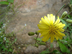 ����õ��