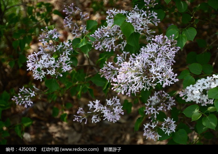 丁香花成 丁香花成分