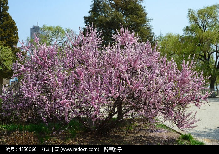 芬芳的桃樹