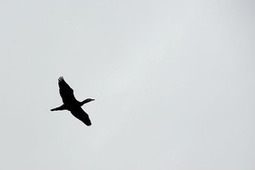 ������ѻ