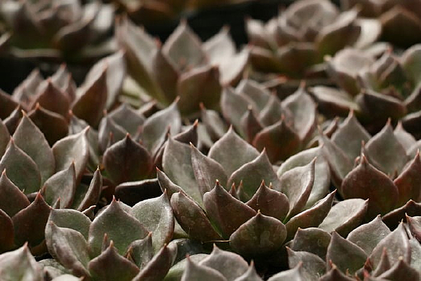 ��������ӻ���