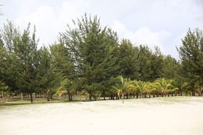 ��̯����������