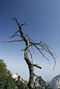 ��ɽ����