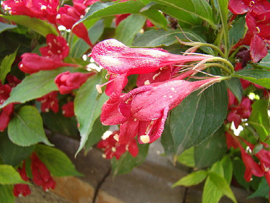 ��֧��õ��