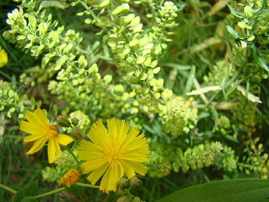 ·�ߵ����Ȼ�