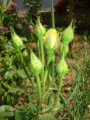 ����ɫ��õ��