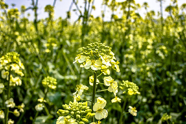 ���˵��Ͳ˻�