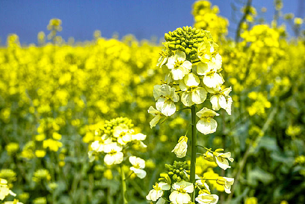 Ư�����Ͳ˻�