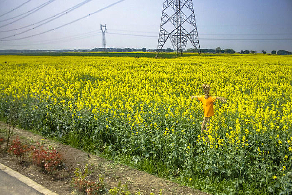 ��԰������