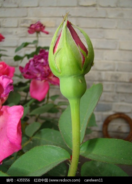 鲜嫩的月季花花苞