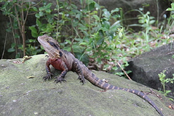 Ұ������