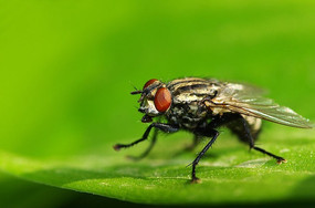 ΢��һֻ��Ӭ