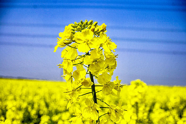 �Ͳ˻�����