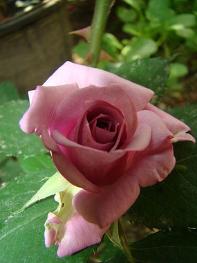 一大早很有质感的紫罗兰玫瑰