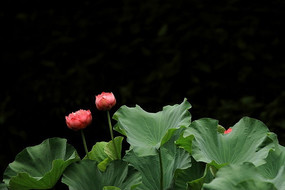 �ذ�����