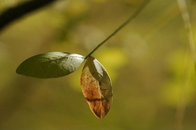 ���Ƶı���