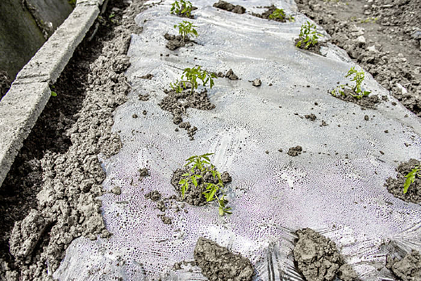 ��ɫ��������