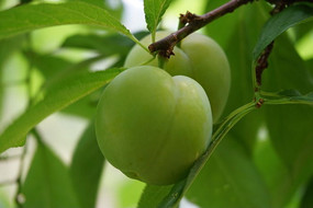 δ�������