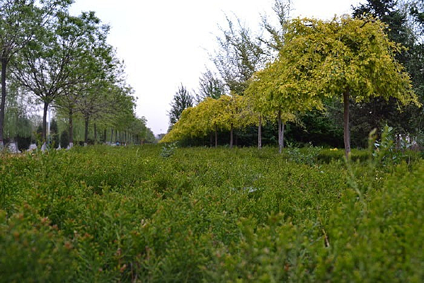 �������ľ