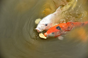 ��ʳ����