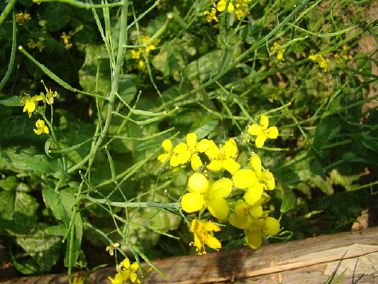 ���仨����