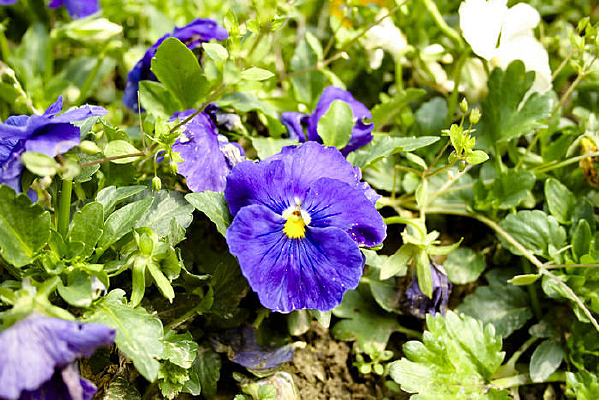 ������ɫ�Ļ���