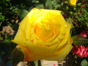 �����Ļ�ɫ��