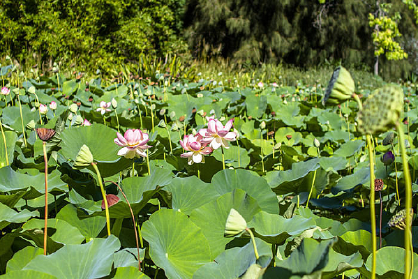 ������ˮƯ