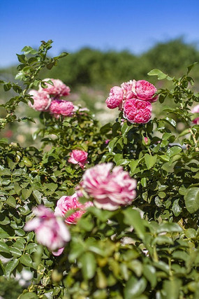 �ۺ�ɫ��õ�廨