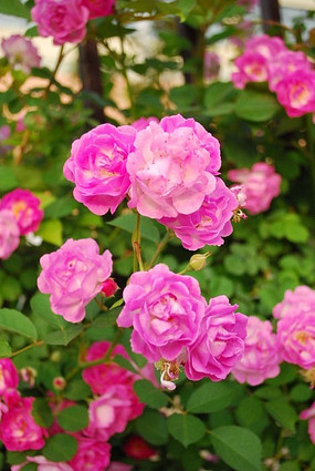 ��ɫ�����䡡�ʻ�