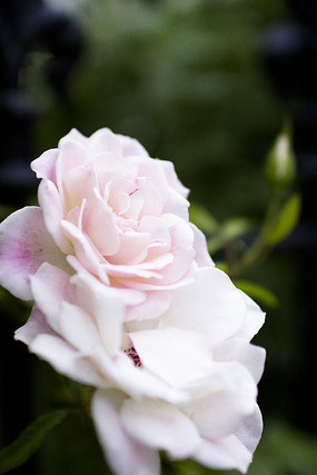 ��ɫ��õ�廨