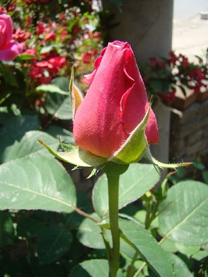 ����ʢ�����¼���