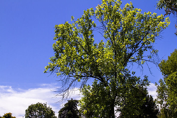 ��԰�����µĲ�ƺ