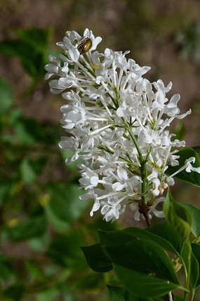 �������ܶ��㻨