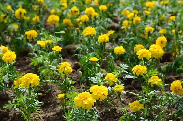 �����Ŀ�ȸ��