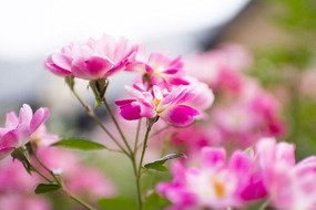 ���˵�õ�廨