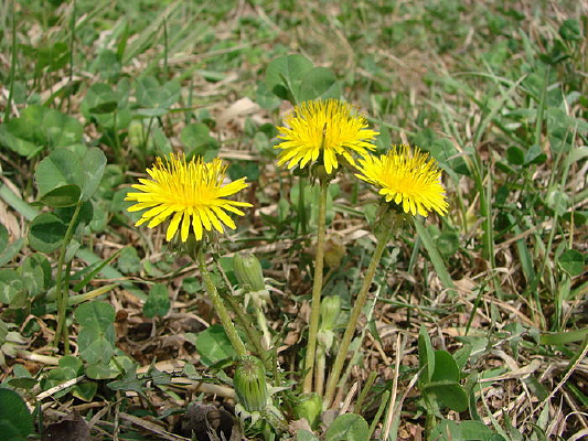 �ѹ�Ӣ����