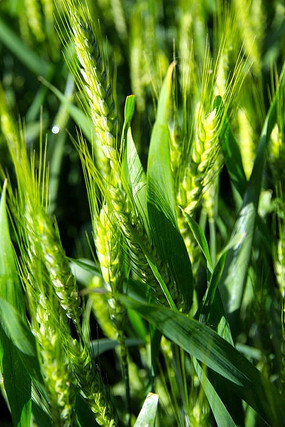 青麦穗