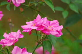 ����ۺ��¼�