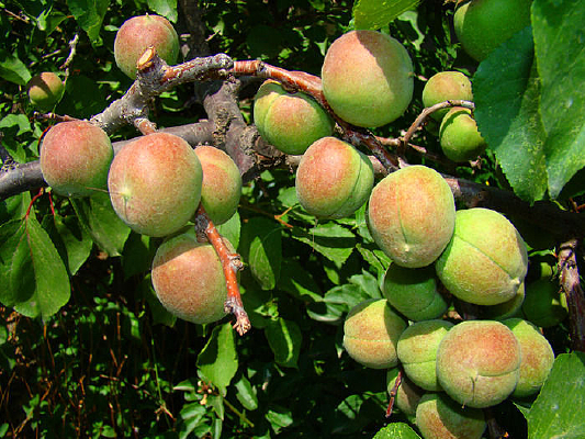 �ɶѵ�����