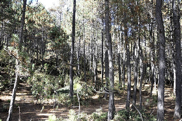 �������ԭʼɭ��