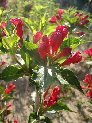 ������Ļ�