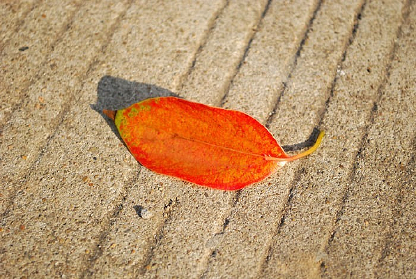 �����µĺ�Ҷ