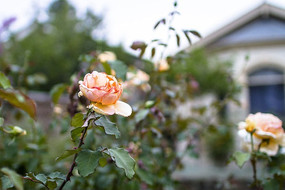 һ��һ���ɫõ�廨����