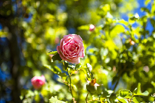 ��ɫ�ʻ���԰