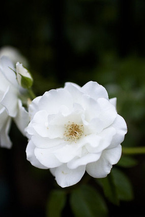 һ�����ŵİ�ɫõ�廨