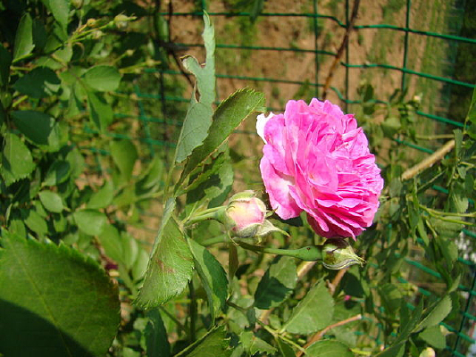 �����ŵĻ���