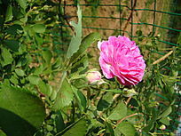 �����ŵĻ���